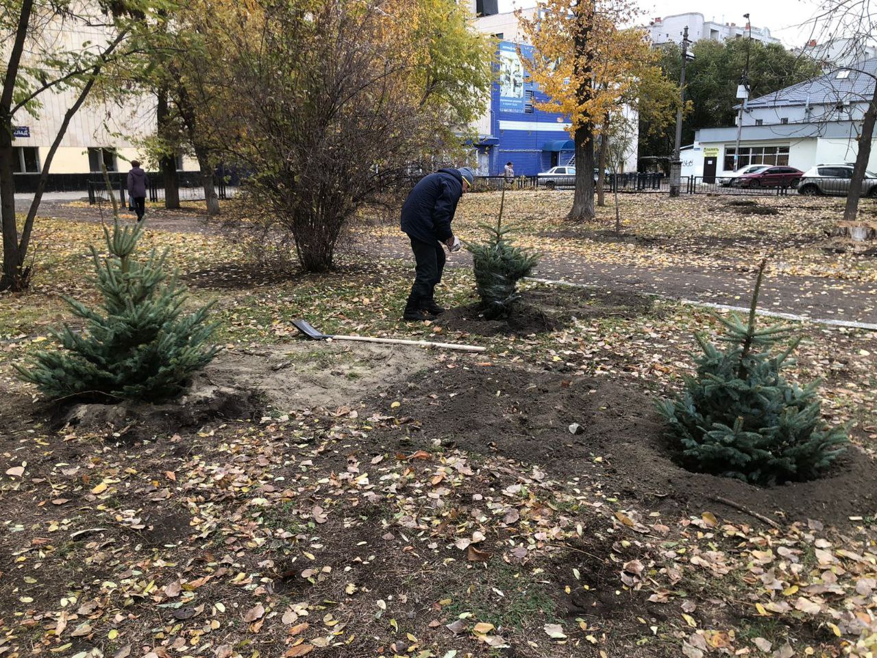 В Заводском районе высадили 120 деревьев . Новости. Официальный сайт  администрации муниципального образования 