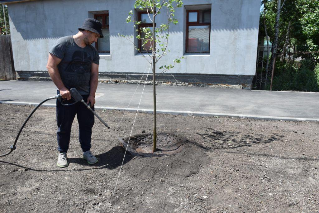 В Кировском районе Саратова стало больше деревьев