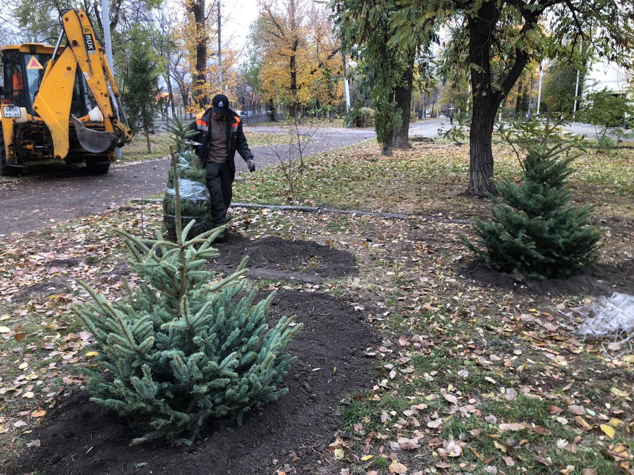 В Заводском районе высадили 120 деревьев . Новости. Официальный сайт  администрации муниципального образования 