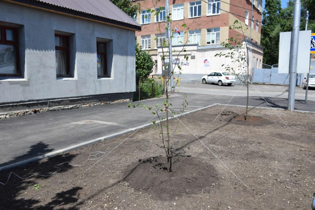 В Кировском районе Саратова стало больше деревьев