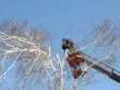 На территории Заводского района продолжаются работы по опиловке биологически устаревших деревьев