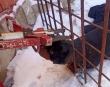 Саратовские спасатели помогли собаке, застрявшей в решетке вольера