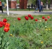 В центре Саратова высадили около 30 тыс. цветов