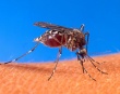 Остерегайтесь малярии