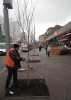 На Московской высадили молодые деревья 