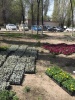 В сквере имени 70-летия Победы высадили цветы 