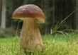 Будьте осторожны при сборе грибов