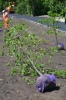 В Саратове высадили новую партию молодых деревьев	