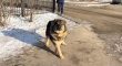 В Кировском районе продолжаются мероприятия по отлову безнадзорных животных