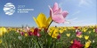 Дата II Фестиваля тюльпанов перенесена на 29-30 апреля 