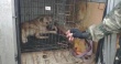 На территории Кировского района состоялся выезд по отлову безнадзорных животных