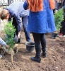 В Год экологии саратовские школьники высадили хвойные деревья и написали необычный диктант 