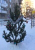 Детские площадки украсили новогодними елками