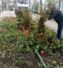 Улицы Саратова продолжают украшать цветочными композициями