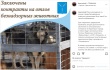 Михаил Исаев: «Заключены контракты на отлов безнадзорных животных»