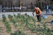 Розы из Королькова сада украсят площадь Н.Г.Чернышевского 