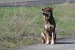 МБУ «Дорстрой» продолжает прием заявок на отлов безнадзорных собак 