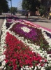 Сотрудники МБУ «Дорстрой» высадили на улицах города около 100 тысяч цветов 