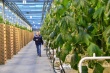 Тепличные хозяйства Гагаринского района собрали первый в этом году урожай огурцов