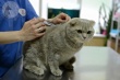 Cобак и кошек бесплатно вакцинируют против бешенства