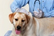 Опубликован график бесплатной вакцинации собак и кошек против бешенства