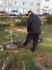 В Волжском районе продолжается высадка деревьев и проводятся мероприятия по благоустройству дворовых территорий
