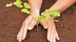 Сегодня в Саратове планируют высадить около 600 саженцев деревьев