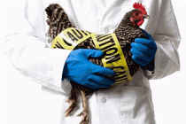 Симптомы заражения вирусом птичьего гриппа и лечение