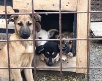 С начала года в Саратове стерилизовали почти тысячу бездомных собак