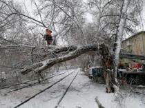 В Саратове ураганным ветром повалило 26 деревьев 