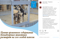 Михаил Исаев: «Пункт временного содержания безнадзорных животных расширят на 200 особей»