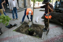 На центральной улице Саратова высаживаются новые деревья