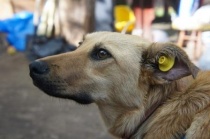 В Кировском районе продолжаются мероприятия по отлову безнадзорных животных