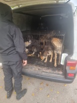 На территории Ленинского района продолжаются мероприятия по отлову безнадзорных животных