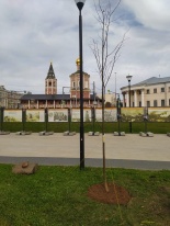 В Волжском районе продолжается высадка молодых деревьев