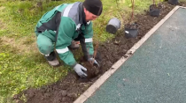 Продолжаем озеленять город