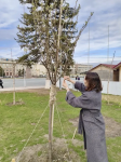 В городе продолжается мониторинг состояния саженцев