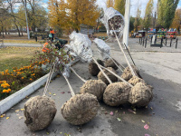 В сквере «Дружба народов» восстанавливают аллею