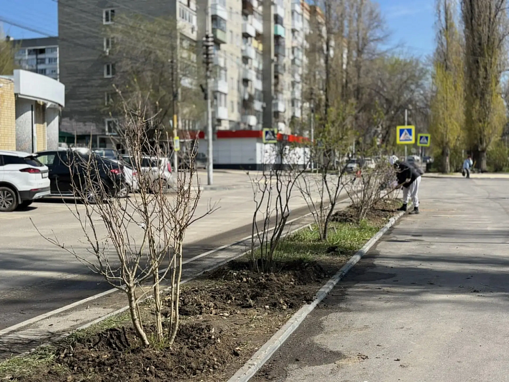 Игорь Молчанов: «Началась высадка кустарников на городских территориях»