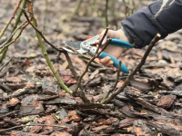 В районах города ведутся работы по содержанию зеленых зон