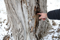 В парке культуры и отдыха им. А.М. Горького продолжается работа по контролю за состоянием зеленых насаждений В парке культуры и отдыха им. А.М. Горького продолжается работа по контролю за состоянием зеленых насаждений