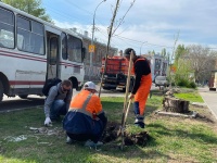 Во Фрунзенском районе высажено 40 саженцев