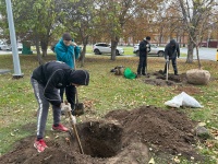 В Волжском районе высадили 10 деревьев породы 
катальп