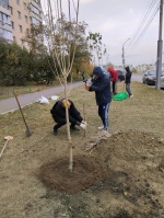 В Волжском районе появится 140 деревьев 
различных пород