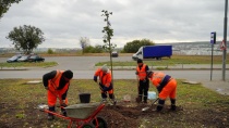 В Ленинском районе города началась осенняя 
посадка деревьев