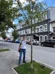 Крупномерные саженцы хорошо приживаются в условиях городской среды