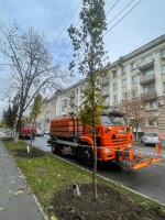 В центральной части города продолжается 
посадка крупномерных саженцев клена остролистного