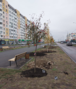 Во Фрунзенском районе продолжается посадка 
деревьев в центральной части города