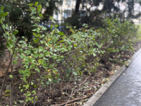 В сквере Первой учительницы продолжаются работы по благоустройству