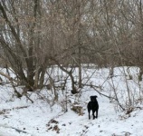 Во Фрунзенском районе состоялось мероприятие 
по отлову животных без владельцев